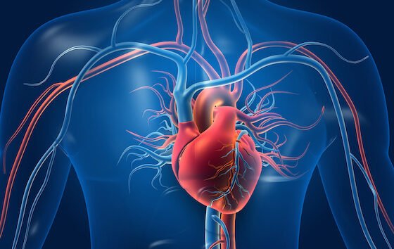 Beta-adrenergic blockers – how do they work?