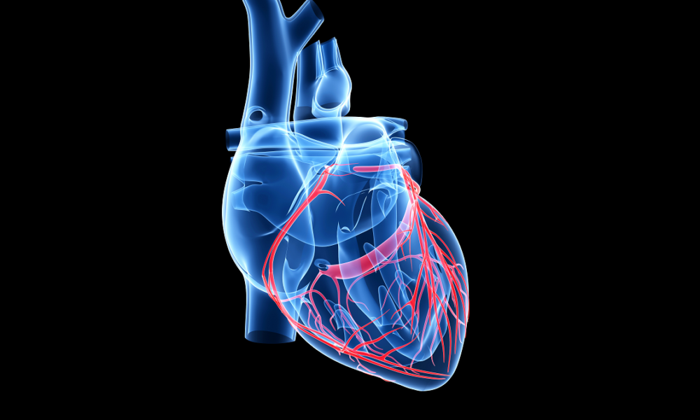 Calcium channel blockers – how do they work?