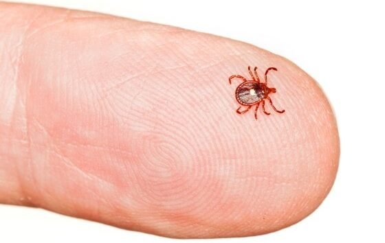 Meat allergy after tick bite?