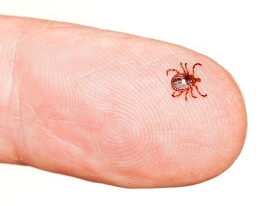 Meat allergy after tick bite?