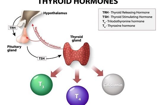 T3 vs T4: What's the Difference?